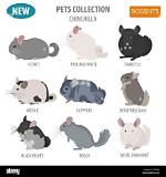 Types of Chinchilla Breeds (With Pictures)