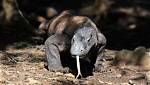 Uncovering the Mystery Behind the Komodo Dragon's Poisonous Bite