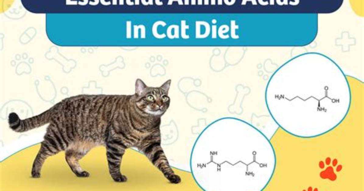 Understanding Essential Amino Acids in Your Cat's Diet: Vet-Reviewed Facts & Faqs