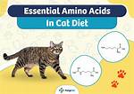 Understanding Essential Amino Acids in Your Cat's Diet: Vet-Reviewed Facts & Faqs
