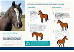 Understanding Horse Body Language: Equine Behavior Explained