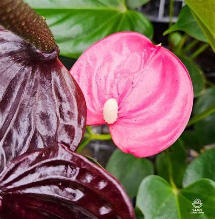 Unveiling the World of Emma Anthurium: A Rising Star & Plant!