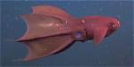 Vampire Squids Turn Inside out to Avoid Predators
