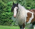 Vanner