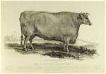 Varieties of Oxen – October 2010