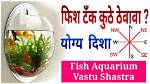 Vastu Fish: Know the Importance of Fish and Aquariums in Vastu Shastra