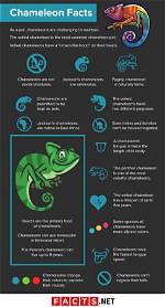 Veiled Chameleon Info: Pictures, Characteristics & Facts