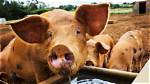 Videos Do Not Show Pigs Being Destroyed Because of the New Virus from China