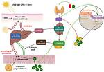 Vitamin D and Glucose Metabolism