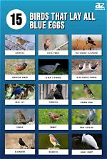 What Birds Lay Blue Eggs in Pennsylvania