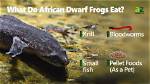 What Do African Dwarf Frogs Eat in the Wild & as Pets? Diet & Health Facts