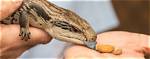 What Do Blue Tongue Skinks Eat? Diet & Health Facts