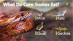 What Do Corn Snakes Eat? Vet-Approved Nutritional Facts & Faq