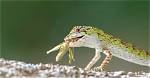 What Do Lizards Eat in the Wild & as Pets? Facts & Faq