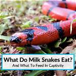 What Do Milk Snakes Eat in the Wild & as Pets? Vet-Approved Feeding Guide
