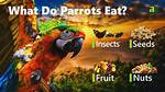 What Do Parrots Eat in the Wild and as Pets? Nutritional Facts & Faq