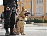 What Do Police Dogs Do? (An Overview of Their Work)