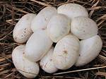 What Do Snake Eggs Look Like? Facts & Faqs (With Pictures)