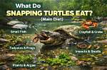 What Do Snapping Turtles Eat in the Wild and as Pets? Vet-Approved Nutritional Science & Information | Pangovet