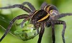 What Do Tarantulas Eat in the Wild & as Pets? Diet & Health Facts