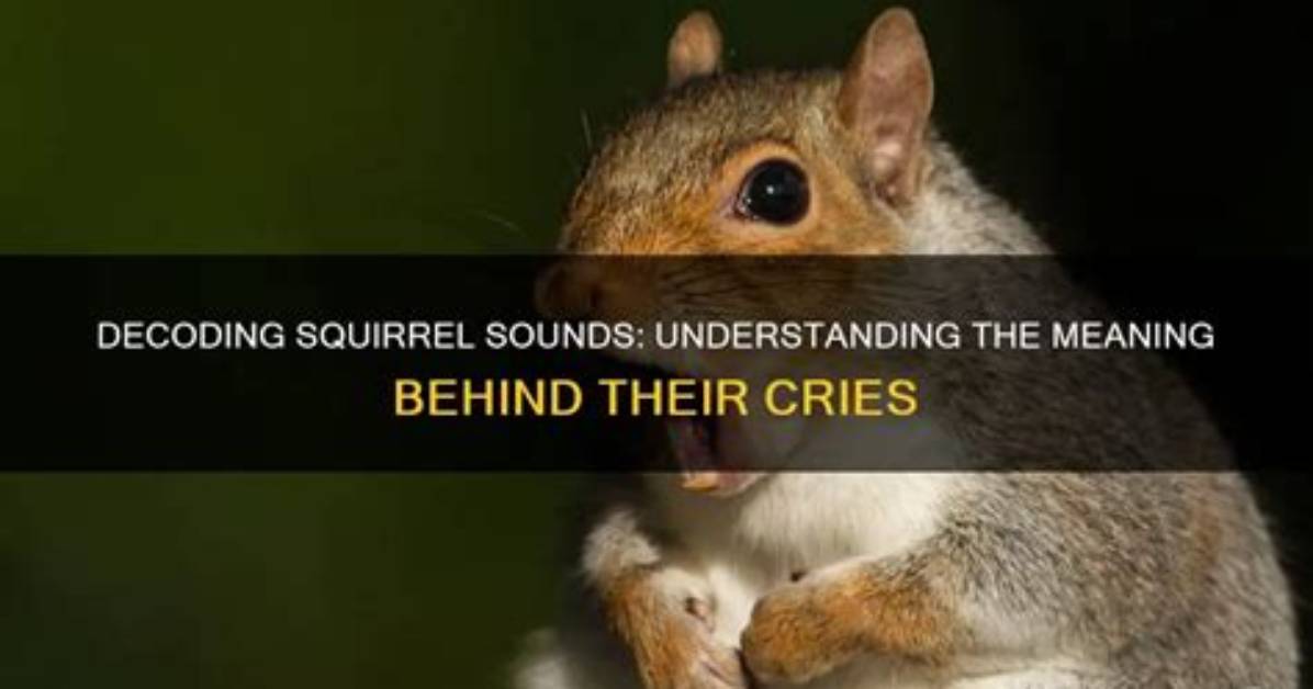 What Do These Squirrel Sounds Mean?