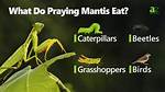 What Does a Praying Mantis Eat in the Wild and as Pets? Diet & Health Facts