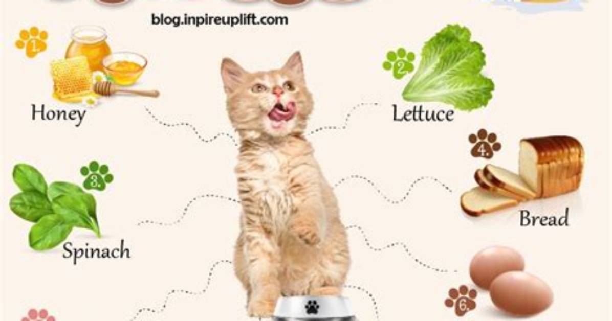 What Human Foods Can Cats Eat? Vet Answers