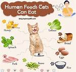 What Human Foods Can Cats Eat? Vet Answers