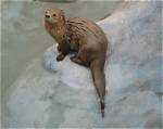 What Is a Marine Otter Habitat?