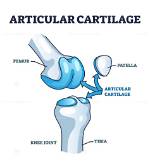 What Is Articular Cartilage?