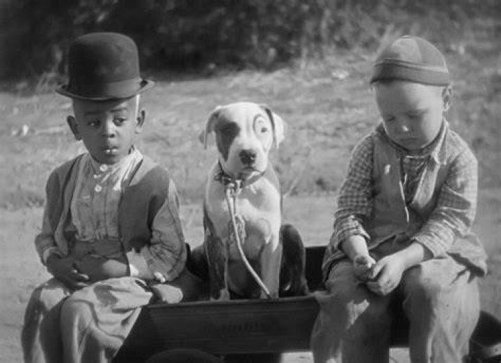 What Was the Dog's Name on The Little Rascals? A Comprehensive Guide