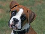 What Were Boxers Bred for? History & Faqs