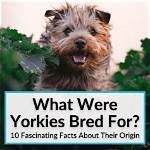 What Were Yorkies Bred for? Facts, History & Breed Info