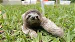 When a Sloth Chases You. ..