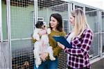 When Did People Start Keeping Dogs as Pets? History of Domestication | Pangovet