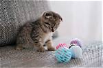 When Do Kittens Start to Calm Down? What You Need to Know!