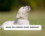 When Do Puppies Start Barking? Facts & Tips