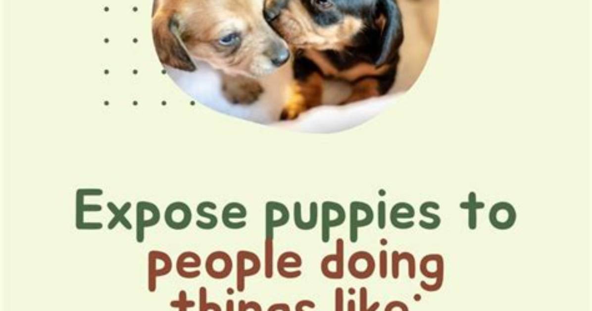 When Is It Safe to Expose Puppies to Other Dogs? What You Need to Know!