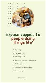 When Is It Safe to Expose Puppies to Other Dogs? What You Need to Know!