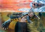 Where to Buy a Pet Turtle in 2024: Adoption, Online & Retail Options