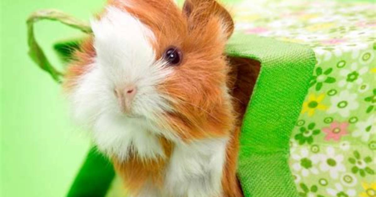 Where to Buy Guinea Pigs in 2024 (Adoption, Online, & Retail Options)