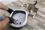 Where to Put a Cat Litter Box: Best (And Worst) Spots