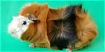 Which Guinea Pig Breed Is the Friendliest? the Best Pet Options