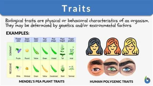 Which of These Traits Is Distinctive of Robust Australopithecines