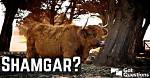 Who Was Shamgar? | Gotquestions. Org