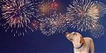 Why Are Dogs Scared of Fireworks? 3 Vet-Reviewed Reasons That May Cause Anxiety