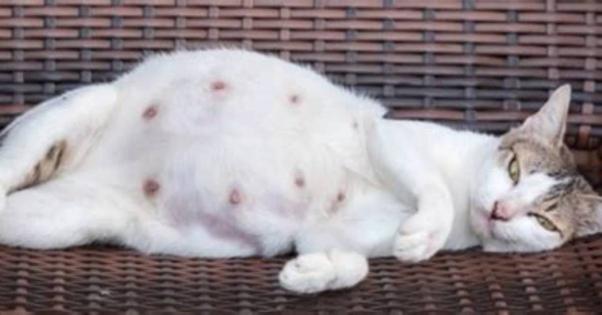 Why Are My Cat’s Nipples Scabby? 5 Vet-Approved Reasons | Pangovet