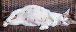Why Are My Cat’s Nipples Scabby? 5 Vet-Approved Reasons | Pangovet