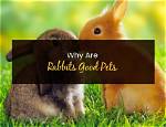 Why Are Rabbits Good Pets? 12 Amazing Reasons