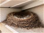 Why Aren't Bird Nests Covered in Poop?